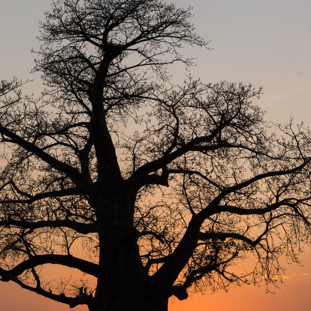 African Sunset